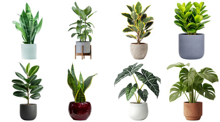A diverse collection of eight popular potted houseplants in various modern containers. © Akbar