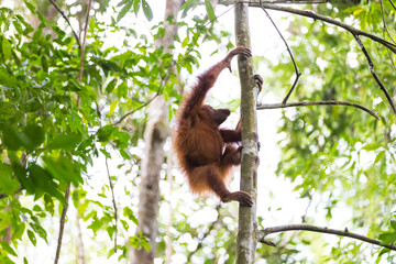 Orangutan in Sumatra, Gunung Leuser National Park  © Rui
