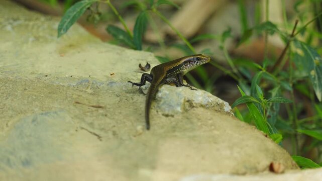 Glossy brown skink, small reptile, perched alertly textured lightcolored rock surface during