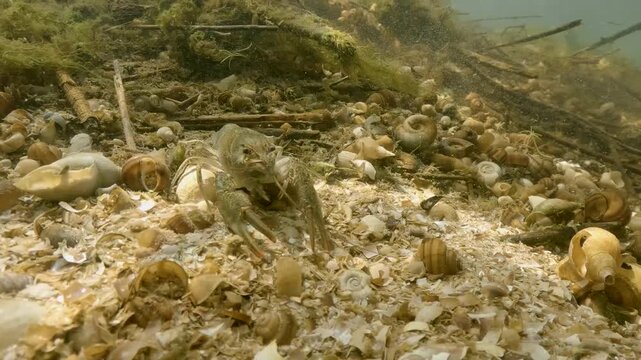 Underwater footage of the Danube Crayfish (Astacus leptodactylus) in its natural habitat, in natural light. The crayfish moves slowly along the river bottom, covered with water snail shells.