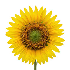 Obraz premium Common sunflower, perfectly symmetrical, vivid yellow petals, intricate dark brown and green disk, isolated on transparent, soft natural studio light. Concept of vibrant natural beauty.