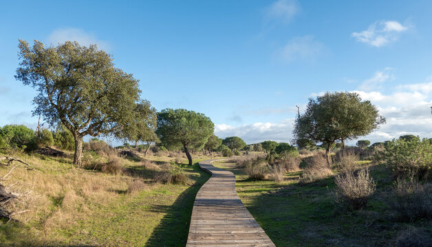 Boardwalks in Do&ntilde;ana National Park, near the Acebuche visitor centre, Spain; the swamp has fallen dry because of overexploitation of groundwater for strawberry cultivation