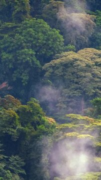 Telephoto view of evapotranspiration in Bwindi Impenetrable Forest, Uganda, showing vapor rising from dense canopy in tropical montane rainforest in Kanungu district, vertical static shot