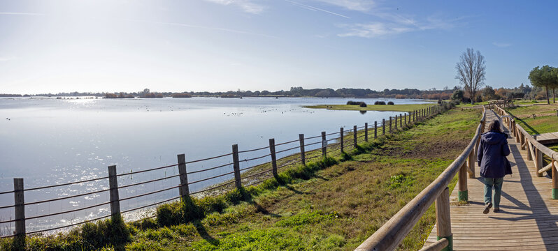 Woman walking over a boardwalk along Charco de la Boca wetland with plenty of water in El Rocio,  part of Do&ntilde;ana national park in southwestern Spain, on a sunny day in winter 