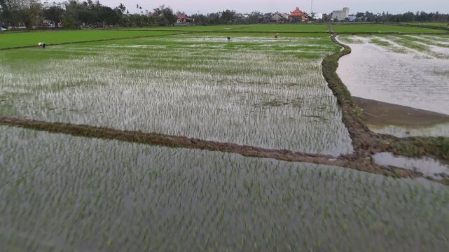 Aerial view of flooded rice fields where farmers cultivate the land, creating shimmering reflections under a cloudy sky, Hoi An, Vietnam.