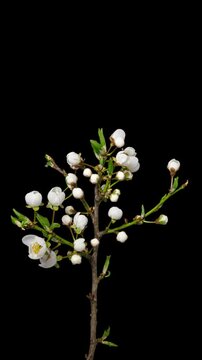 Macro time lapse blooming white blackthorn flowers close-up, isolated on pure black background.