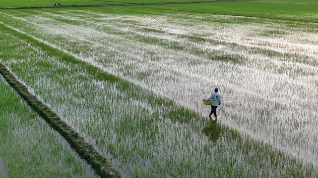 Aerial view of a farmer tending to the vibrant green rice paddies, his reflection shimmering in the water, creating a serene scene, Hoi An, Vietnam.