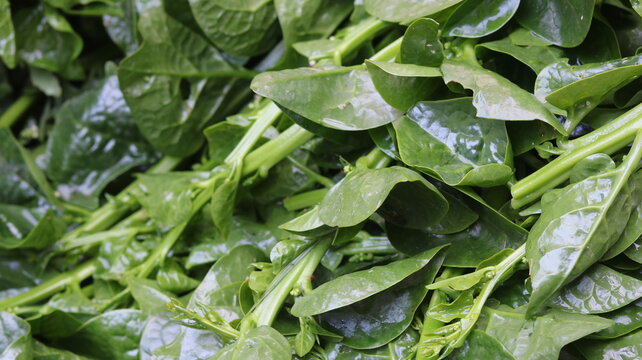 Fresh Pui Shak in Village Market  Malabar Spinach
