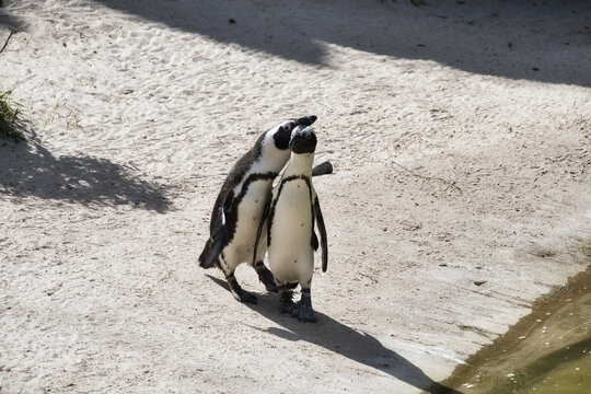 A pair of penguins on a sandy beach, African penguins basking in the sun by the sea.