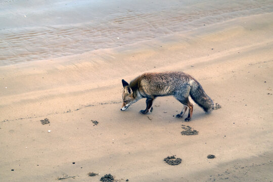 Fox on the shore of Quadalquivir river in Do&ntilde;ana National Park