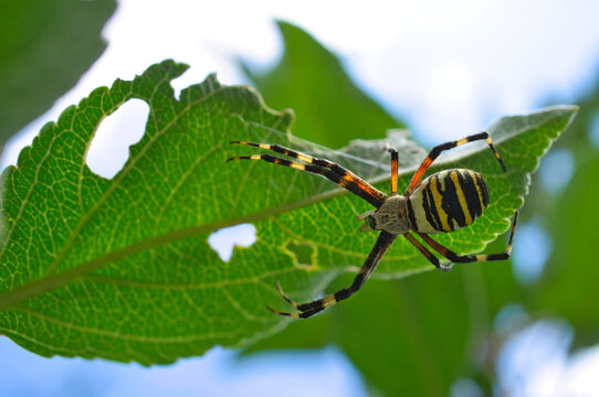 Wasp spider on a green leaf, detailed macro shot of the zebra spider.