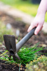 Fototapeta premium Close-up of unrecognizable woman using hand hoe to remove weeds from garden bed