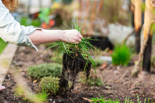 Close-up of unrecognizable woman pulling a large clump of weeds with roots from garden bed