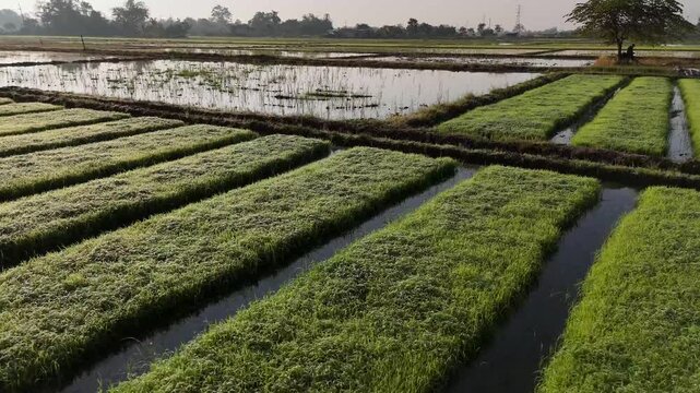 Aerial view of neatly cultivated rice paddies reflecting the sky, bisected by waterways, creating a mosaic of textures and tones, Chiang Rai, Thailand.