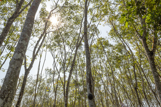 Latex rubber plantation or para rubber tree in southern Thailand