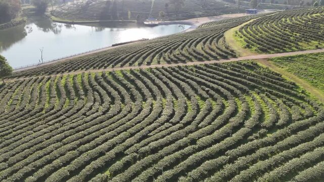 Aerial view of tea bushes patterned across the landscape, bordered by a serene lake reflecting the sky in Choui Fong Tea Plantation, Choui Fong, Thailand.