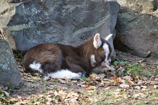 Cute baby goat lying on the ground between rocks