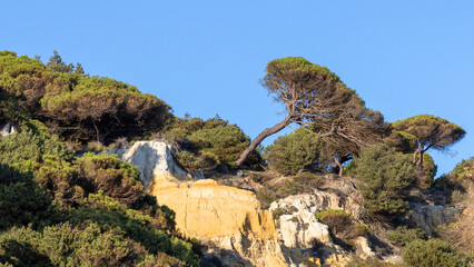 Obraz premium Pine trees on the Asperillo cliffs, a fossil dune system along the Atlantic coast between the beaches of Matalascañas and Mazagón, Andalusia, Spain; part of Donana National Park