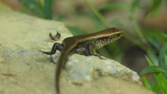 Eutropis multifasciata, multistriped skink, observed resting calmly textured light stone within its