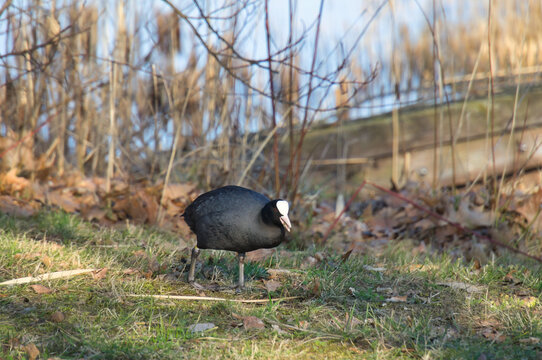 Eurasian Coot foraging on a lake shore in autumn