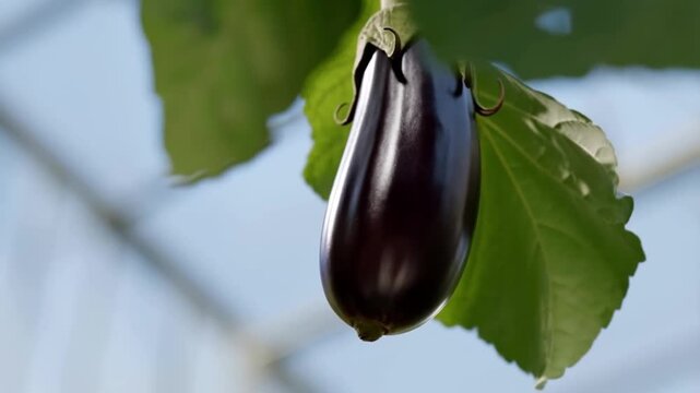 Low angle shot of a dark glossy eggplant under a large leaf in a greenhouse with sculptural side light concept of waxy sheen and unique vegetable form