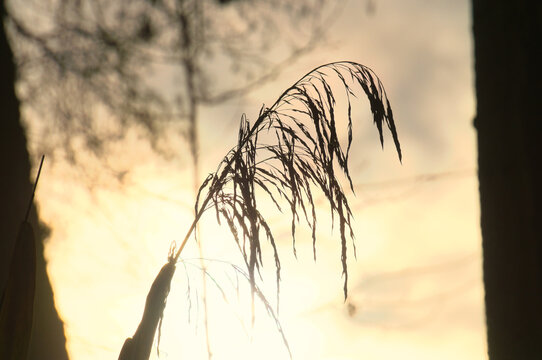 Silhouette of a reed plant in golden evening light