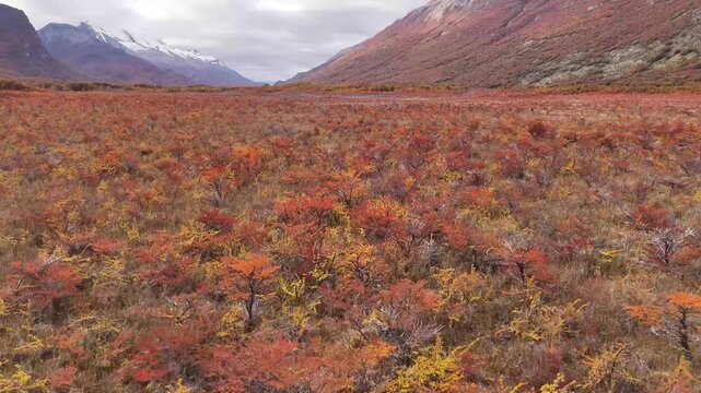 Aerial view of autumn colors and mountains, a vast expanse of red and brown vegetation creates a tapestry, framed by towering peaks, Chalten, Argentina.