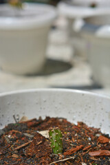 Young cactus cutting in white pot with copy space vertical © Mas