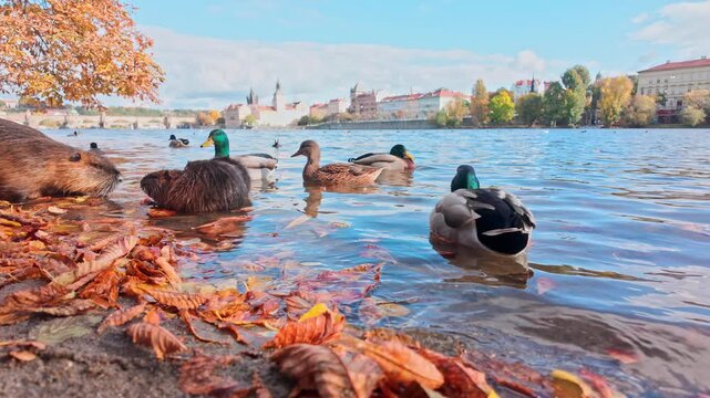 Family of Nutria, an adult and two juveniles, feed on vegetables left by tourists in coastal area, while ducks swim next to them among fall leaves on sunny autumn day with Prague in background.