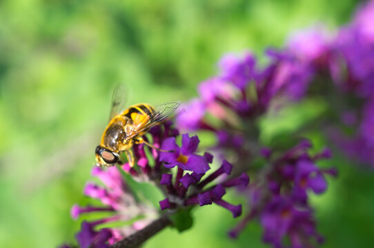 Hoverfly on a purple butterfly bush