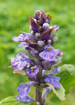 Ajuga reptans (blue bugle, bugleherb, bugleweed)