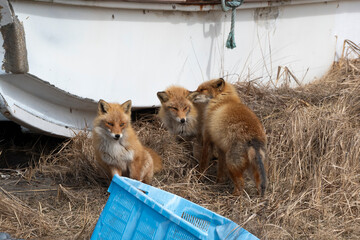 Fototapeta premium Renard roux