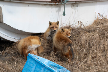 Fototapeta premium Renard roux