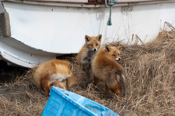 Fototapeta premium Renard roux