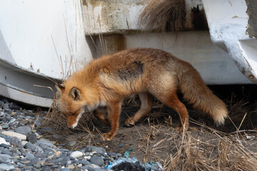 Fototapeta premium Renard roux
