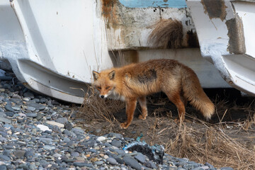 Fototapeta premium Renard roux