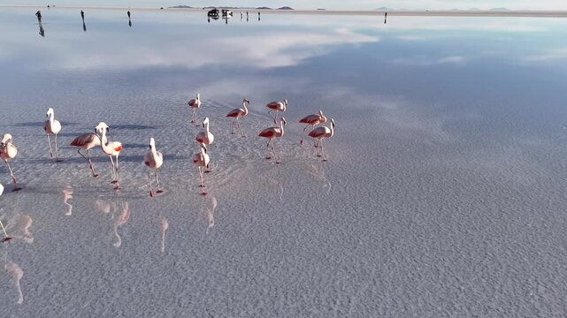 Aerial view of pink flamingos wading through the shallow waters of a vast salt flat, reflecting the sky above, Salar de Uyuni, Bolivia.
