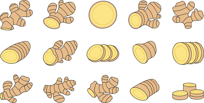 Ginger Root Vector Set with Whole Pieces, Cut Sections, and Sliced Rounds Featuring Fresh Organic Spice for Cooking, Herbal, and Food Design