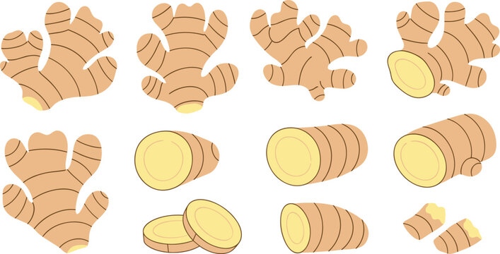 Ginger Root Vector Set with Whole Rhizomes, Cut Sections, and Round Slices Featuring Fresh Organic Spice for Cooking and Herbal Food Design