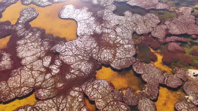 Aerial view of Turquiri Lake with its unique reddish vegetation contrasting with the clear water, creating a textured landscape, Turquiri Lake, Bolivia.