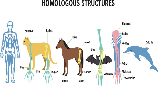 Comparative Diagram of Homologous Structures Showing Human, Cat, Horse, Bat, and Dolphin Forelimb Bones for Evolution, Anatomy, and Biology Education Illustration