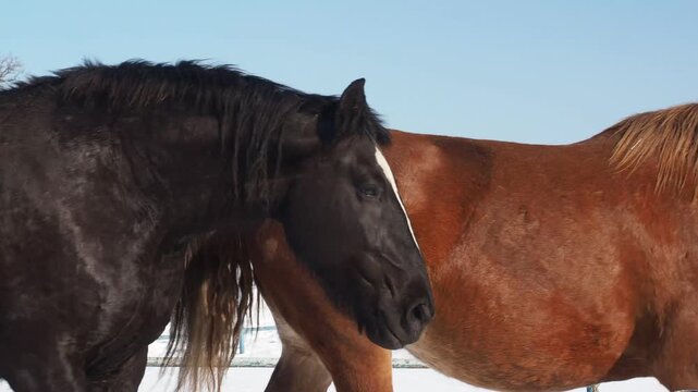 十勝牧場の馬追い運動　2026年