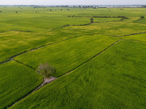 Aerial view of lush green rice paddies stretch across the landscape, punctuated by meandering waterways and scattered trees, Tonle Sap, Cambodia.