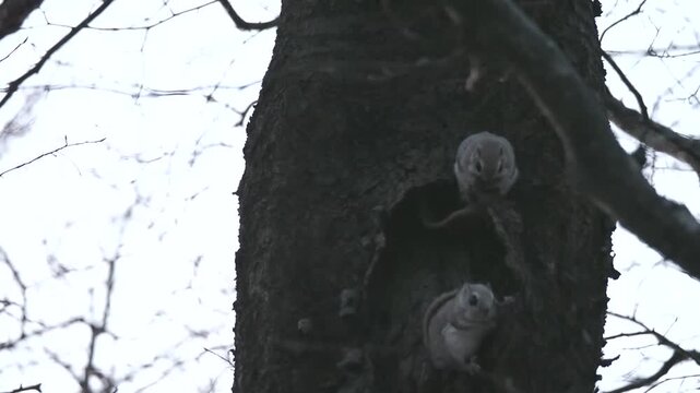 森の妖精とよばれるエゾモモンガ