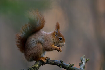 Fototapeta premium Red Squirrel in a forest a cute little rodent.