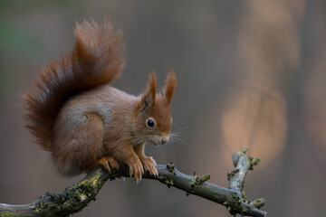 Fototapeta premium Red Squirrel in a forest a cute little rodent.