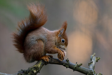 Fototapeta premium Red Squirrel in a forest a cute little rodent.