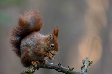 Fototapeta premium Red Squirrel in a forest a cute little rodent.