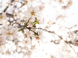 Naklejka premium cherry tree blossom
