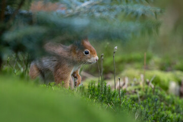 Fototapeta premium Red Squirrel in a forest a cute little rodent.